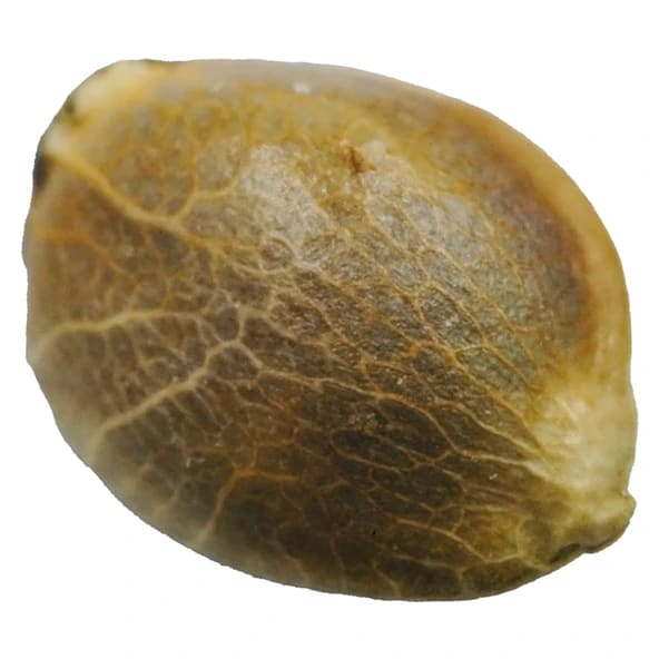 D3NALI Seeds - D3NALI